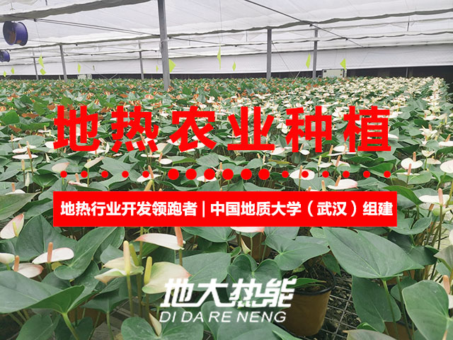 濟(jì)南：“地?zé)崮?農(nóng)業(yè)”產(chǎn)業(yè)融合，讓地?zé)崮苷嬲盁帷逼饋?地大熱能